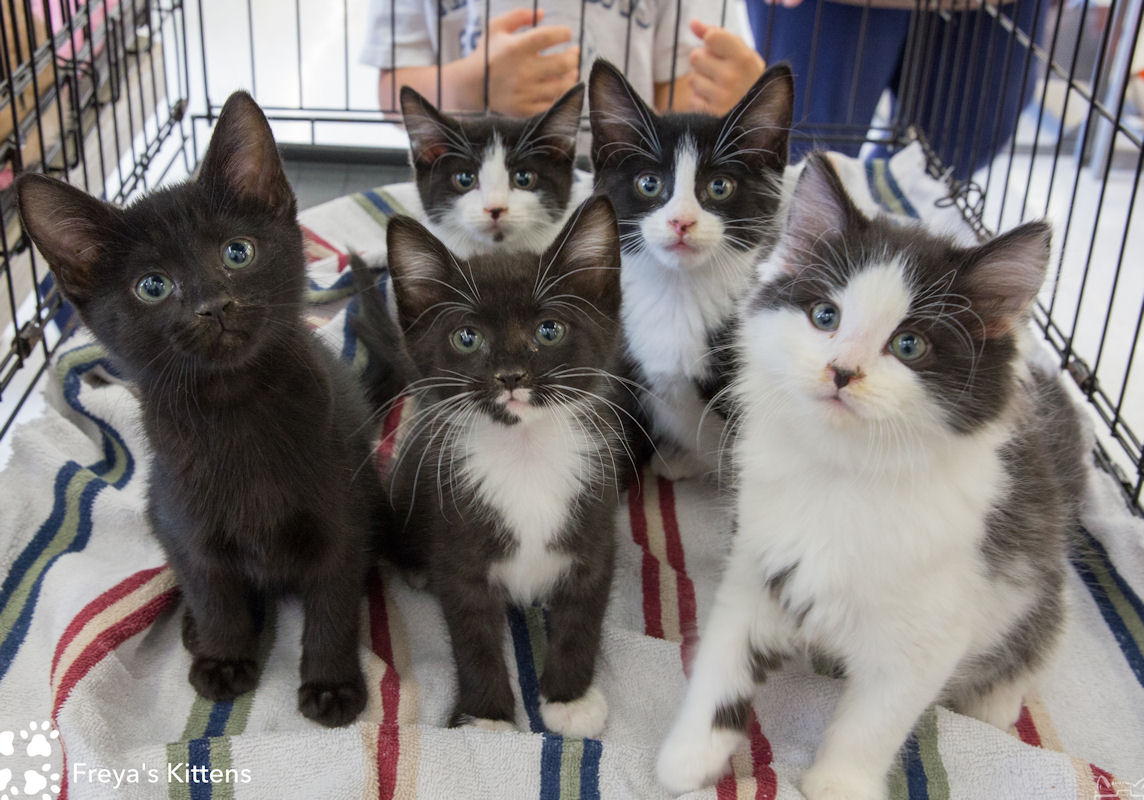 4 Paws Rescue Team, Inc. Charity Choices